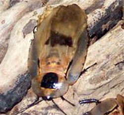гигантский южноафриканский таракан (blaberus giganteus)