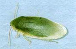 зеленые банановые тараканы (panchlora nivea)