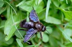 фиолетовая пчела плотник (xylocopa violacea)