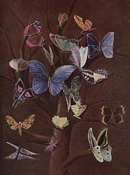 отряд чешуекрылые, бабочки