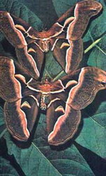 цинтия, айлантовый шелкопряд (philosamia cynthia)