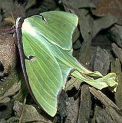 бабочка павлиноглазка (actias luna)
