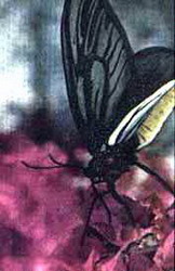 птицекрыл королева александра (ornithoptera alexandrae)