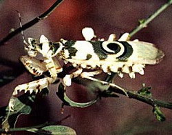 африканский колючий богомол (pseudocreobroter occellata)