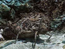 отряд прямокрылые (orthoptera). подотряд короткоусые прямокрылые (brachycera, или caelifera)
