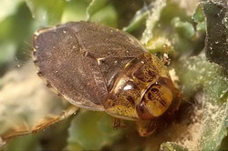 плавт (naucoris cimicoides)