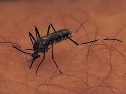 комар малярийный (anopheles maculipennis)