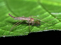 семейство комары-дергуны (chironomidae)