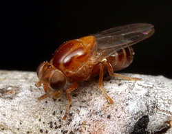 семейство мухи злаковые (chloropidae)