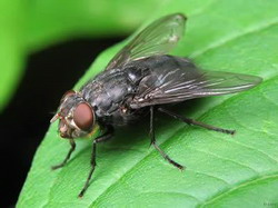 семейство мухи минирующие (agromyzidae)