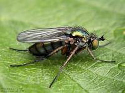 семейство мухи-зеленушки (dolichopodidae)