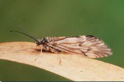 отряд ручейники (trichoptera)