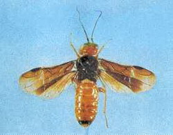 отряд перепончатокрылые (hymenoptera). подотряд сидячебрюхие перепончатокрылые (phytophaga)