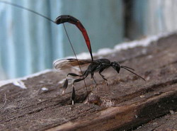 отряд перепончатокрылые (hymenoptera). подотряд паразитические перепончатокрылые (parasitica)