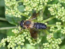 пчела-каменщица (chalicodoma muraria)