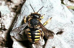 пчела-шерстобит (anthidium manicatum)