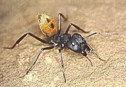 семейство муравьи (formicidae)