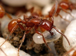 подсемейства муравьев