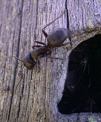 муравей-древоточец (camponotus herculeanus)