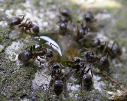 муравей садовый чёрный (lasius niger)