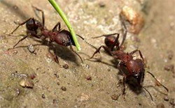 муравей-листорез (acromyrmex striatus)