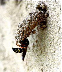 оса стенная шипоногая (odynerus spinipes)