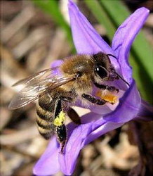 семейство пчёлы (apidae)