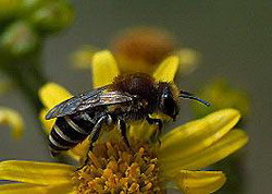 семейство пчёлы примитивные (colletidae)