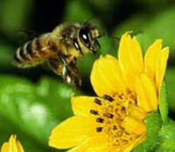 болезни и вредители пчел