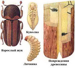 древесинник хвойный — trypodendron lineatum