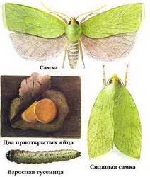 листовертка зеленая дубовая — tortrix viridana