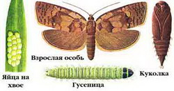 листовертка-толстушка пихтовая — choristoneura murinana