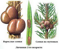 ложнощитовка еловая — physokermes piceae