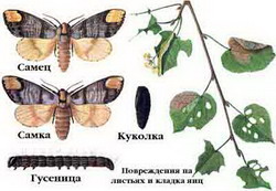 лунка серебристая — phalera bucephala