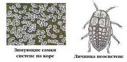 хермес кавказский елово-пихтовый — dreyfusia nordmannianae