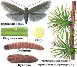 чехлоноска лиственничная — coleophora laricella