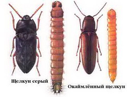 щелкуны (elateridae) и их личинки — проволочники