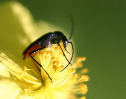 лесная энтомология. колебания численности насекомых
