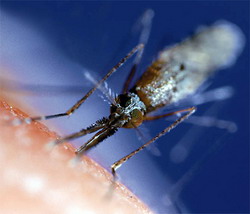 предложен новый способ борьбы с малярией