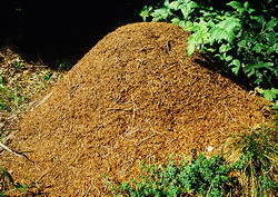 для сохранения муравейников используется gps-информация