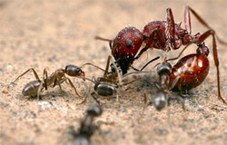 продемонстрирован новый способ борьбы с муравьями