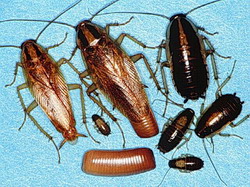 15 веселых фактов о тараканах