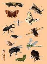 эволюция насекомых
