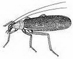история развития насекомых