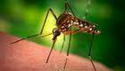 обыкновенные комары