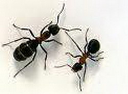 мухи и муравьи